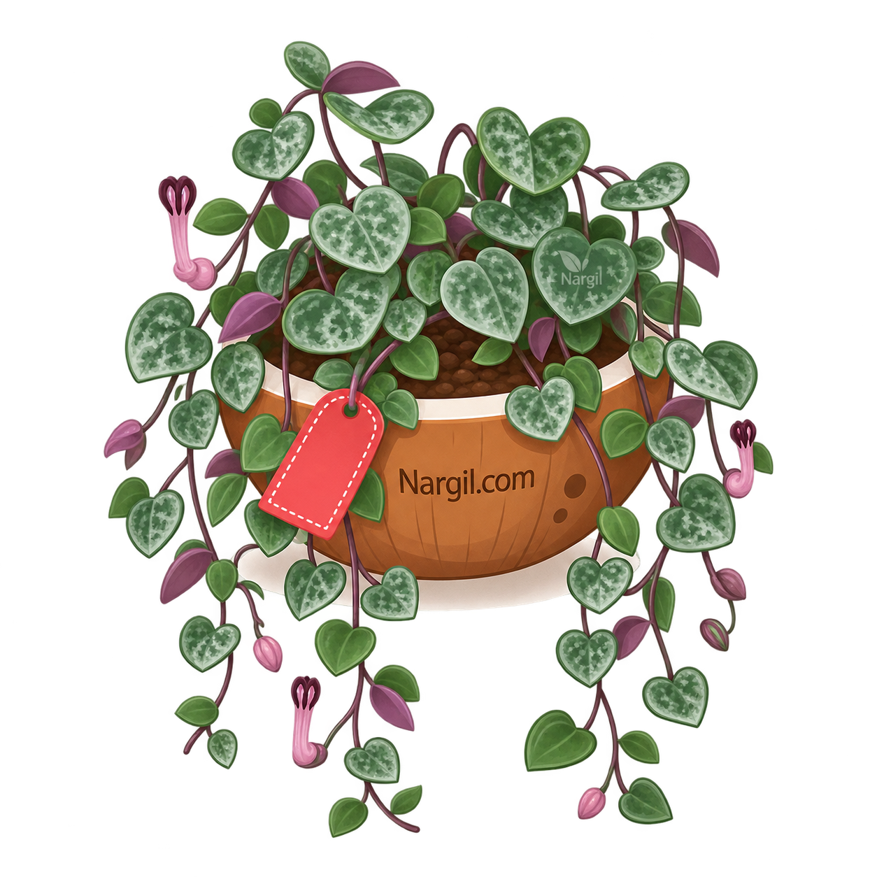 Nargil_Ceropegia woodii